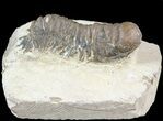Bargain Crotalocephalina Trilobite - Zguid, Morocco #49460-1